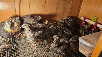 Prepelica japonska - kohuty - 2