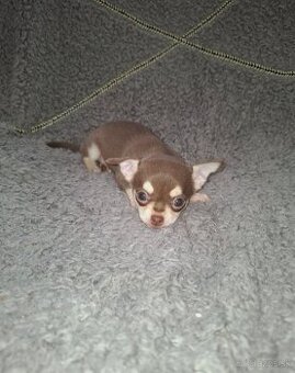 čivava šteniatka - 2