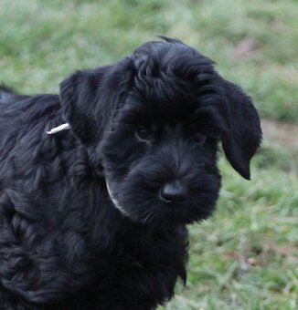 Bradáč veľký čierny s PP - 2