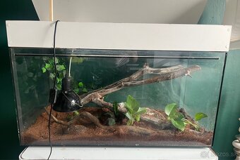 Predám terarium spolu s python regius - 2