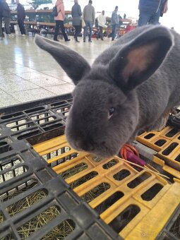 Králik viedenský modrý - 2