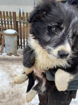 Šteniatko border kólie - 2