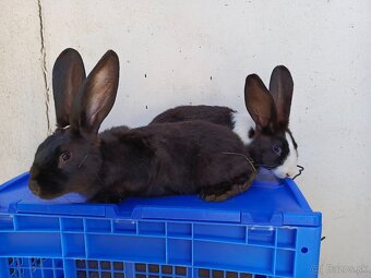 Šarišský Obrovitý x Belgický obor - 2