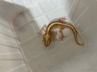 Paroedura pictus - 2