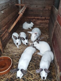 Čistokrvne hyly - 2