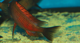 Tropheus moliro , maswa , lufubu - 2