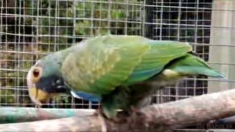 Pionus senilis - 2