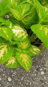 Zelené coleusy - koleusy - žihľavky - 2