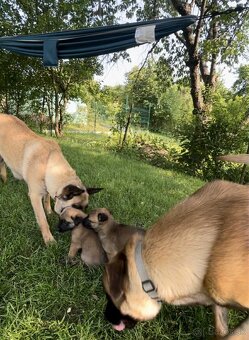 Belgický ovčiak malinois - 2
