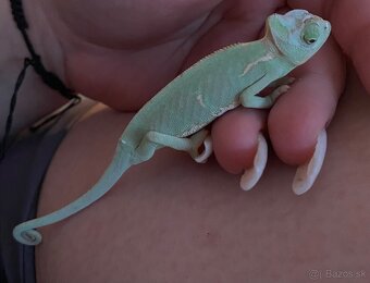 Chameleón jamenský - 2