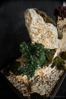 Bonsai Krajinka v miske 78x38cm - 2