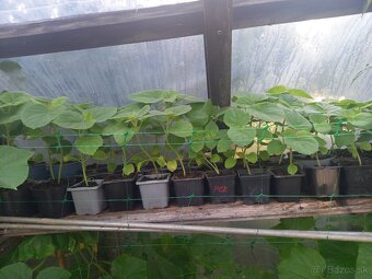 Sadeničky paulownia tomentosa - 2