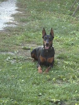 DOBERMAN šteniatka - 2