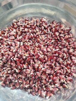 Semena pukancova kukurica - 2