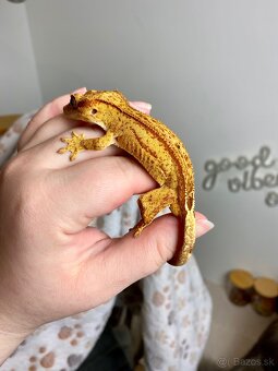 Pagekon riasnaty - 2