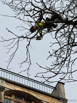 VÝRUB/OREZ STROMOV, LACNO A BEZPEČNE - 2