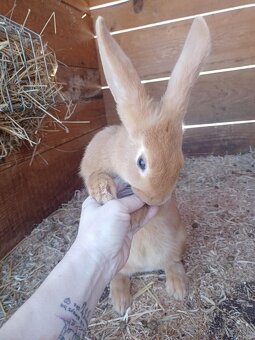 Burgundsky králik - 2