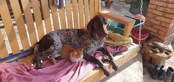 Predám alebo vymením za farbiara - 2