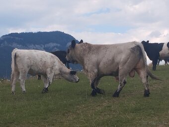 Plemenný býk galloway - 2