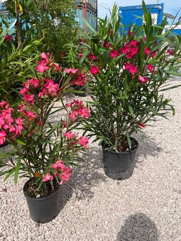 Oleander - 2