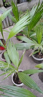 Palma Washingtonia robusta - 2