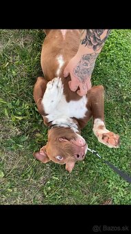 Darujem pitbull rednose - 2