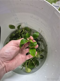 Anubias barteri - 2