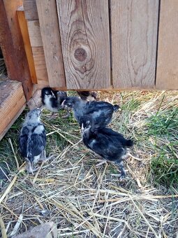 Kuriatka marans - 2