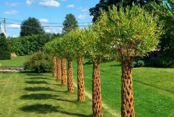 Pletená Vŕba americana salix - 2