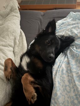 Psík na adopciu - 2