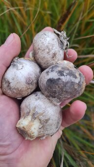 Okrasný cesnak Nigrum - Biely - 2