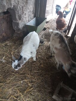 Holandské mini kozičky - 2