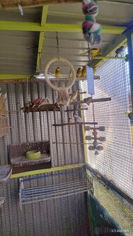 Holúbky a kanariky - 2