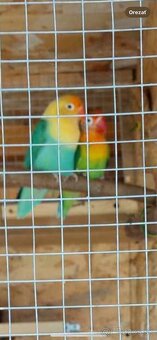 Predam Agapornis samica - 2