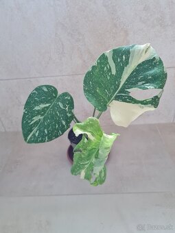 Monstera thai constellation - 2