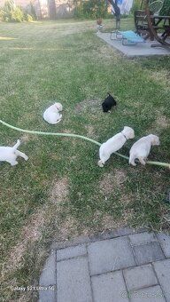 Labrador - 2