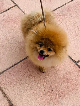 POmeranian - 2