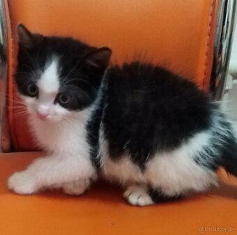 Malá mačička - 2