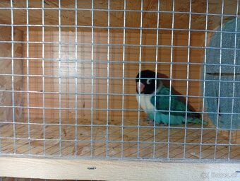 Predám agapornisov škraboškových - 2