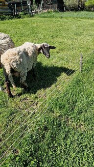 Predam ovcu a barana - 2