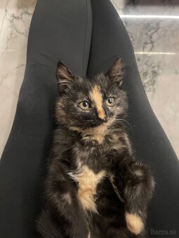 Darujem mačiatka 🐾 - 2