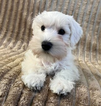 Biely malý bradáč s PP - 2