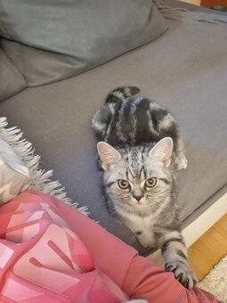 Britské whiskas mačiatka s PP - 2