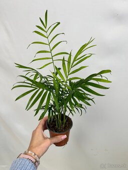Chamaedorea Elegans - 2