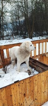 Slovenský čuvač - 2