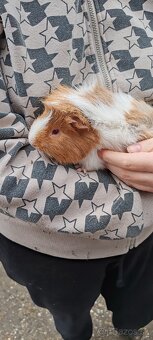 Morské prasiatko - 2