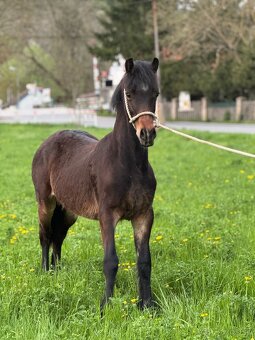 Prodám hřebce Welsh cob D - SPĚCHÁ - 2