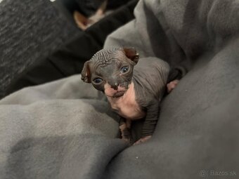Sphynx maciatka - 2