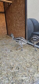Emu hnedý - 2