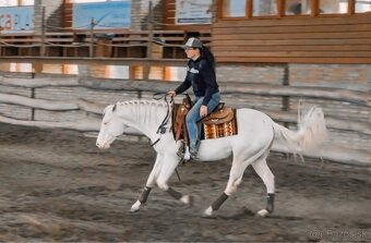 Pripúšťanie cremello žrebcom AQH - 2
